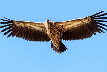 himalayan vulture flying over the valley 