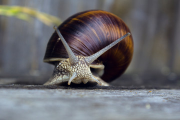 snail, macro, nature, mollusk, gastropod