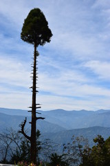 tree in the mountains