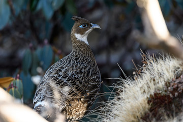 himalayan monal bird female