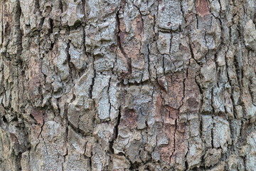 Surface of Tree bark texture background.