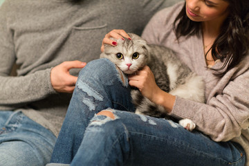 pets and people concept - close up of couple with scottish fold cat