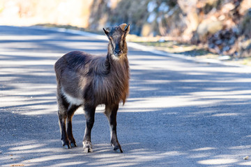 himalayan tahr on the mountian roads
