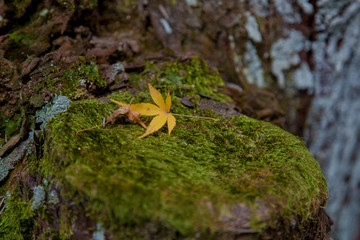 leaf