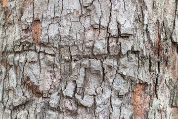 Surface of Tree bark texture background.