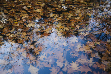 Maple leaf in water