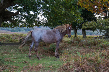 New Forest Pony