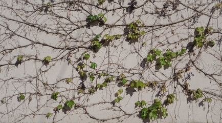 Wild grapes on the wall. Natural background with vine.