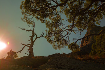 Fototapeta na wymiar california oak on mountain sunset