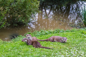 Otter Family on Grass Bank