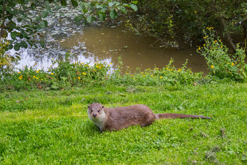Otter Family on Grass Bank