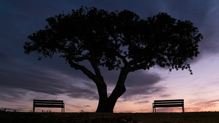 Atardecer &aacute;rbol a contraluz