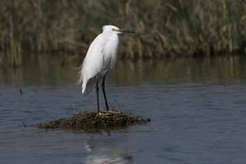 egert near water body , white bird near water body