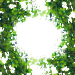 Sunny abstract green nature background, circle frame with the bokeh of light through the trees as a background image