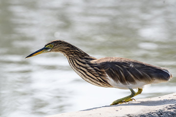 pond heron on wall for fish near water body