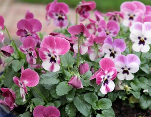close up of Violets or colorful pansies in green garden. Little petals with colors pink, white and purple. Natural background with text space