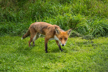 Red Fox on grass