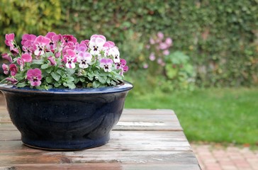 Violets or colorful pansies in blue flower pot. On wooden table after the rain, in green garden. Natural background with copy space