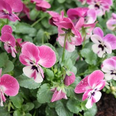 close up of Violets or colorful pansies in green garden. Little petals with colors pink, white and purple. Natural background