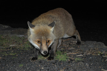 Fox Photographed In The Darkness - Etna Park, Sicily