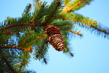 fir tree branch with sprucecones