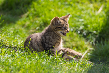 Naklejka na ściany i meble Scottish wildcat (Felis silvestris grampia) kitten