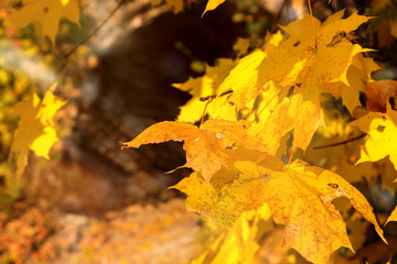yellow autumn leaves