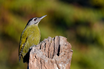 grey naped woodpecker with isolated background