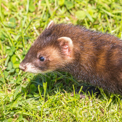 Polecat with grass background