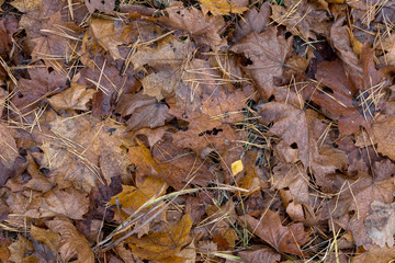 autumn leaf 