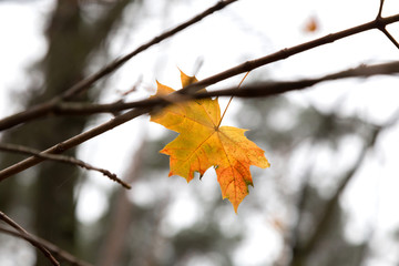 autumn leaf on the tree