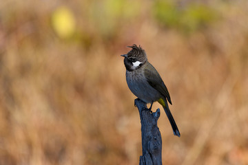 himalayan bulbul on tree branch with isolated background