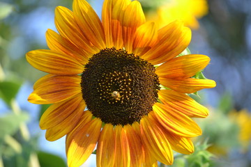 sunflower