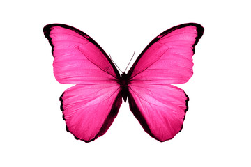 beautiful pink butterfly isolated on white background