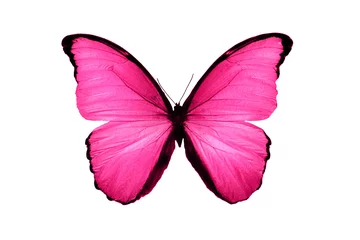 Foto op Plexiglas Vlinder mooie roze vlinder geïsoleerd op een witte achtergrond