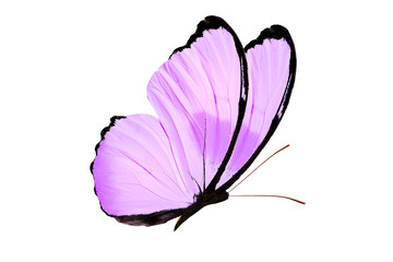 beautiful purple butterfly isolated on white background