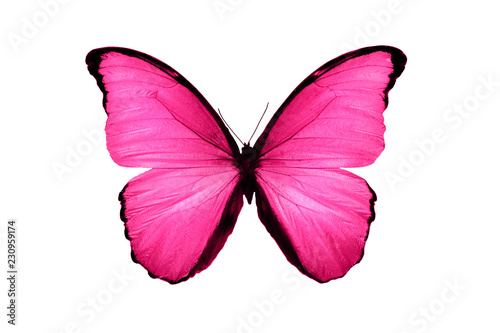 Unduh 57 Koleksi Background Pink Butterfly Gratis Terbaik
