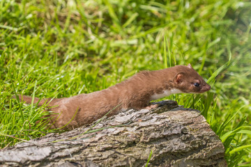 Weasel or Least weasel (mustela nivalis)