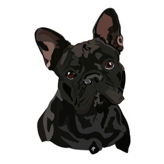 French Bulldog. Vector Illustration