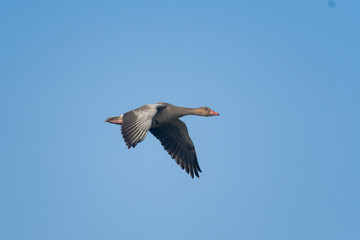 Bird in flight , duck in flight with blue sky