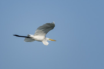 Bird in flight , duck in flight with blue sky