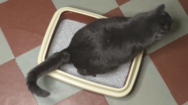 Gray cat using litter box filled with clumping litter