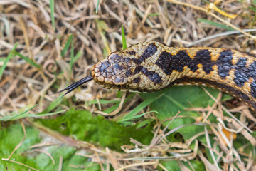 Adder Head ( Vipera berus ) Close Up. Tongue out.