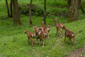 Mufflon-Herde flüchtet