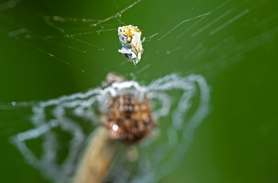 Macro Photo of Little Insect Stuck on The Spider Web with Spider Background