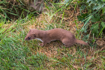 Weasel or Least weasel (mustela nivalis) on a grass bank