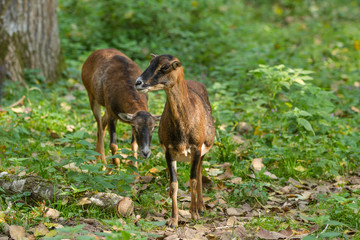 Zwei Mufflon-Schafe (Ovis gmelini musimon)