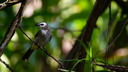Obraz premium yellow-vented bulbul on stick