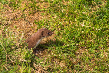 Naklejka na ściany i meble Weasel or Least weasel (mustela nivalis) on a grass bank
