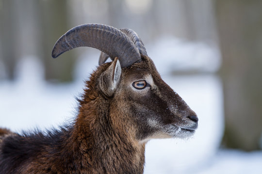 Junger Mufflon Widder im Winter